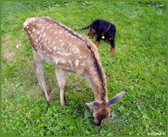 Miška a Lesa