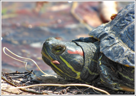 Korytnačka písmenková
