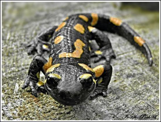 Salamandra škvrnitá