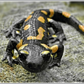 Salamandra škvrnitá