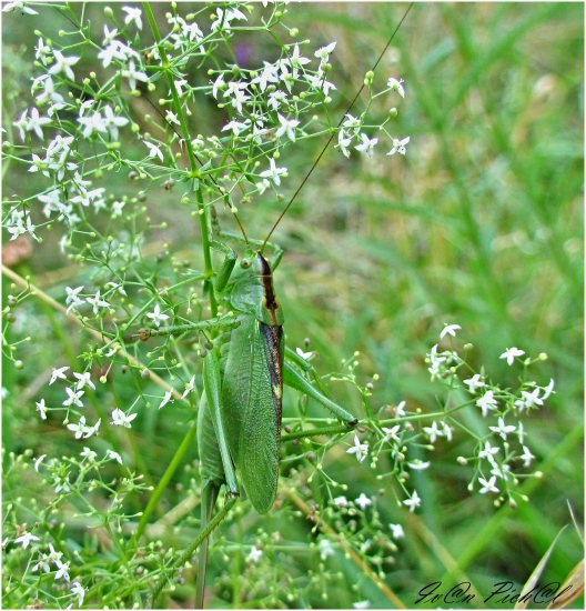 Kobylka cvrčivá (Tettigonia cantans)
