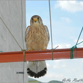 Zahniezdila na balkóne.