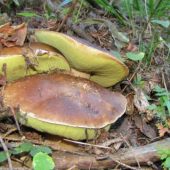 Trojičky