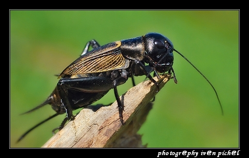 Svrček poľný (Gryllus campestris)