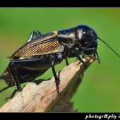 Svrček poľný (Gryllus campestris)