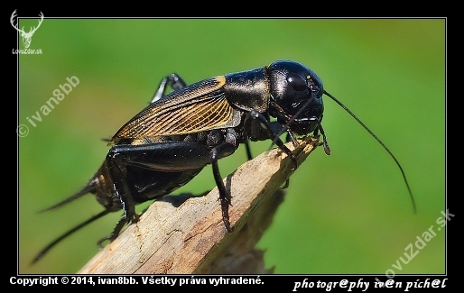 Svrček poľný (Gryllus campestris)