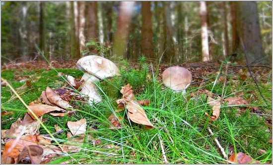 Ešte rastú dá sa nájsť.