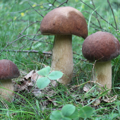 Trojičky