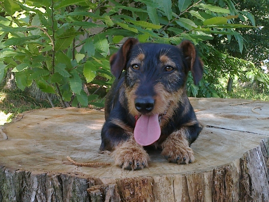 ležím si na pni a je mi fajn