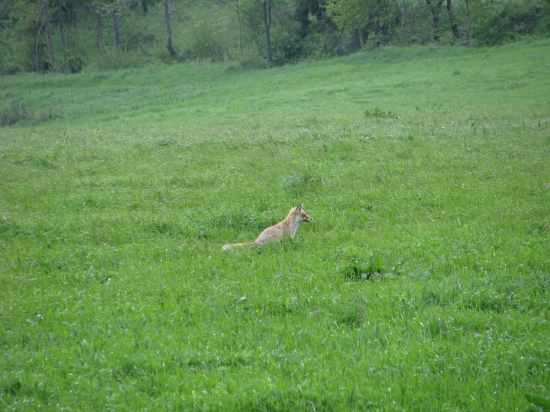 Liška