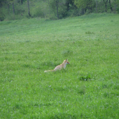 Liška
