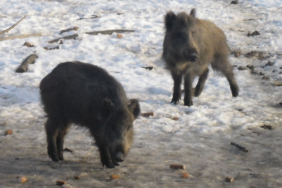 Lanštiaky na krmeni