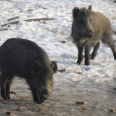 Lanštiaky na krmeni