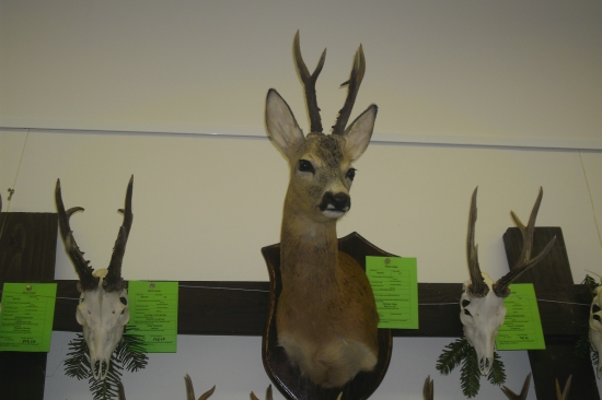 Levočská vystava trofejí