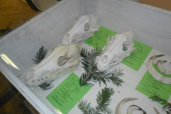 Vlci 1 uhyn,2ulovené