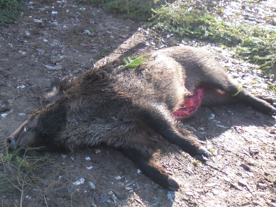 Spoločna Polovačka