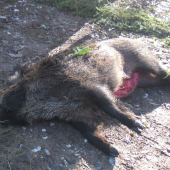 Spoločna Polovačka