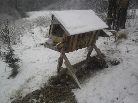 Dnešné prikrmovanie