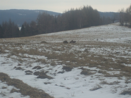 Vysoka na krmeni