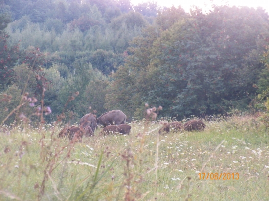 Rodinka
