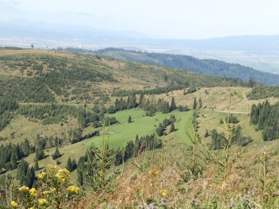 Lúka Dvorčanka