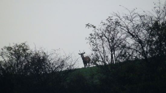 Jeleň