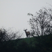Jeleň