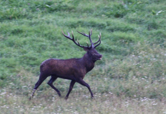 Jeleň