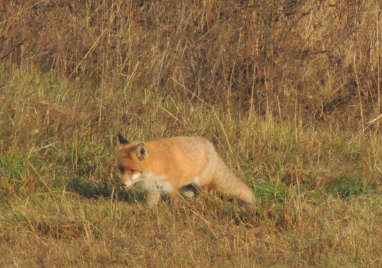 vulpes vulpes