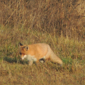 vulpes vulpes