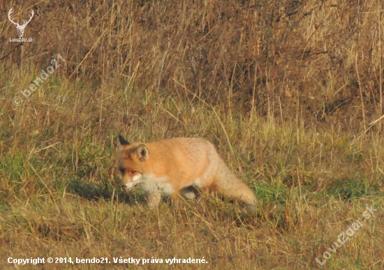 vulpes vulpes