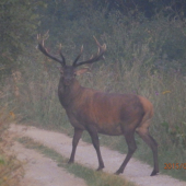 Jeleň