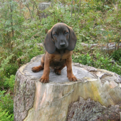 Ural