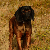 Udet