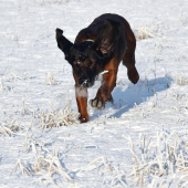 Udet