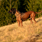 Udet