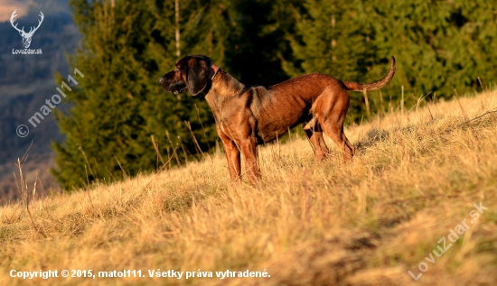 Udet