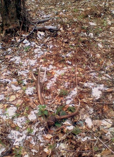 dnes rano, skoda, ze nie tohorocny