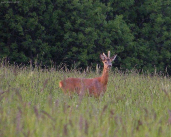 ročny? dvojročný?