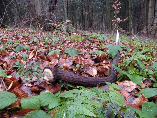 raritka (sabliar z 2008)