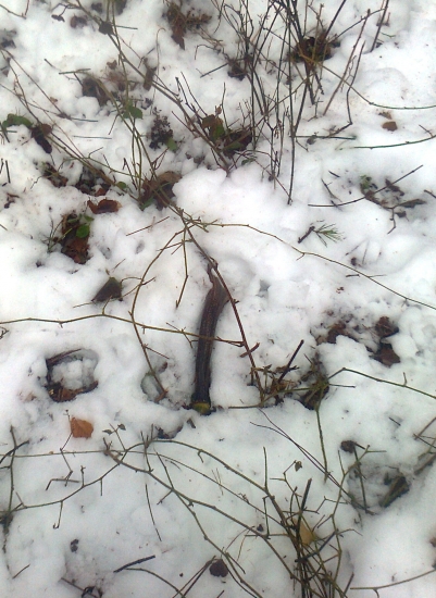 opat sa zacinaju ukazovat