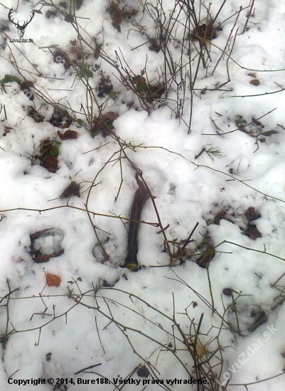 opat sa zacinaju ukazovat