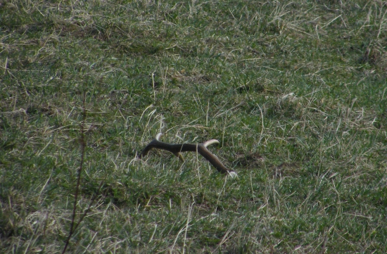 po mesiaci opat z tohoročných