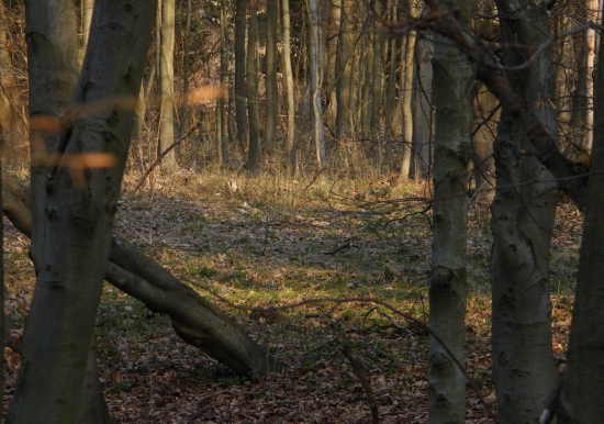 takmer som ho obisiel