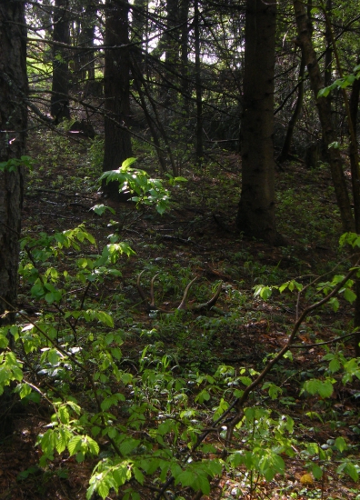 májový dvanastorák