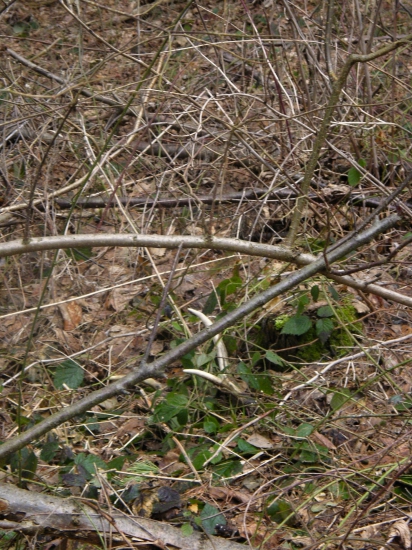 po dvoch rokoch dohladany par..potešil
