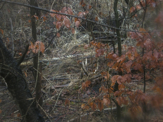 za dažda, dvanastorak