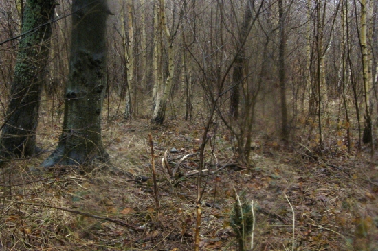 za dažda II .dvanastorak