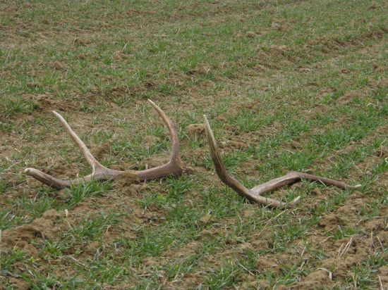 Pekne spolu - šestorak
