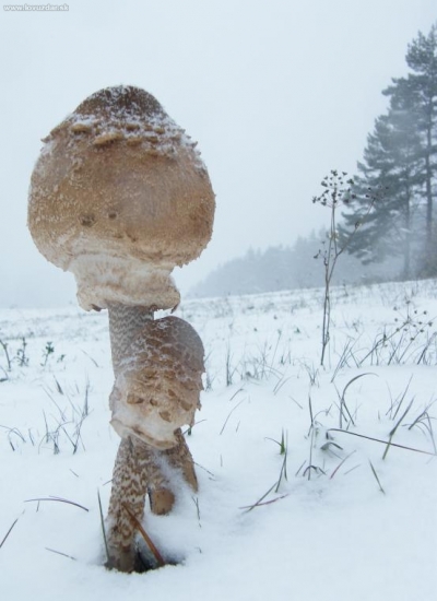 z dnešnej vychádzky..